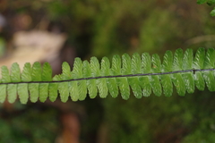 Asplenium normale