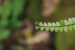 Asplenium normale