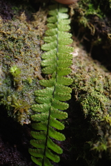 Asplenium normale