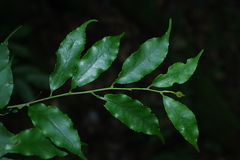 Ilex arisanensis
