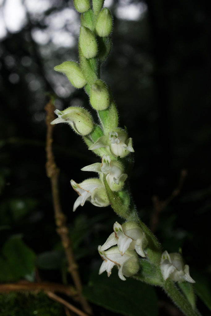 Goodyera robusta (Goodyera robusta)