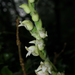 Goodyera robusta - Photo (c) Cheng Te Hsu, algunos derechos reservados (CC BY-SA), subido por Cheng Te Hsu