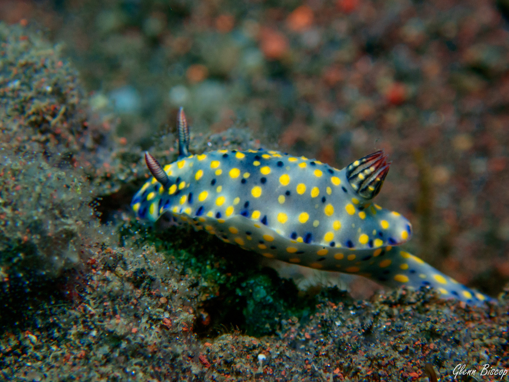 Hypselodoris confetti