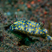 Hypselodoris confetti - Photo (c) Glenn Biscop, some rights reserved (CC BY-NC), uploaded by Glenn Biscop