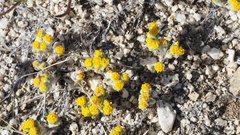 Eriophyllum pringlei