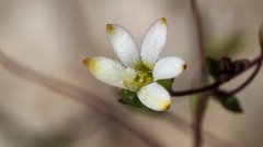 Nemacladus sigmoideus