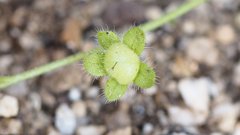 Eucrypta chrysanthemifolia bipinnatifida