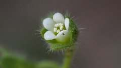 Eucrypta chrysanthemifolia bipinnatifida