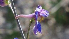 Delphinium parishii subglobosum