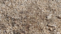 Nemacladus rubescens