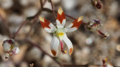 Nemacladus rubescens