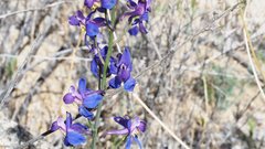 Delphinium parishii subglobosum