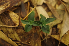 Gentiana bambuseti