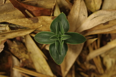 Gentiana bambuseti