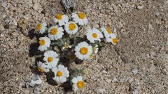 Eriophyllum wallacei rubellum