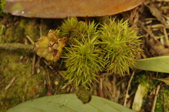 Castanopsis