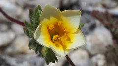 Leptosiphon lemmonii