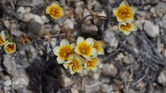 Leptosiphon lemmonii