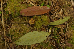 Castanopsis