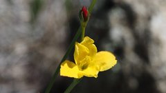 Menodora scabra glabrescens