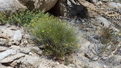 Menodora scabra glabrescens