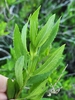 Marsh Elder - Photo (c) jmole, some rights reserved (CC BY-NC), uploaded by jmole