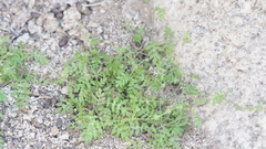 Eucrypta chrysanthemifolia bipinnatifida