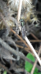 Merosargus