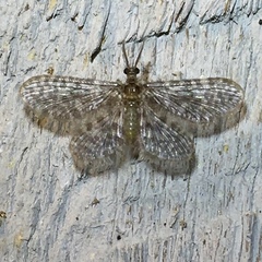 Nallachius americanus