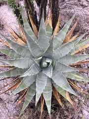 Agave simplex