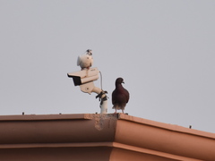 Columba livia domestica