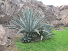 Agave