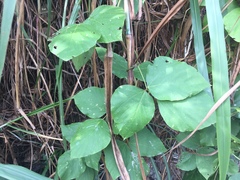 Pueraria montana lobata