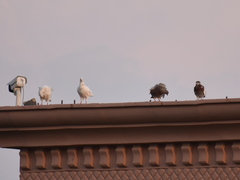 Columba livia domestica