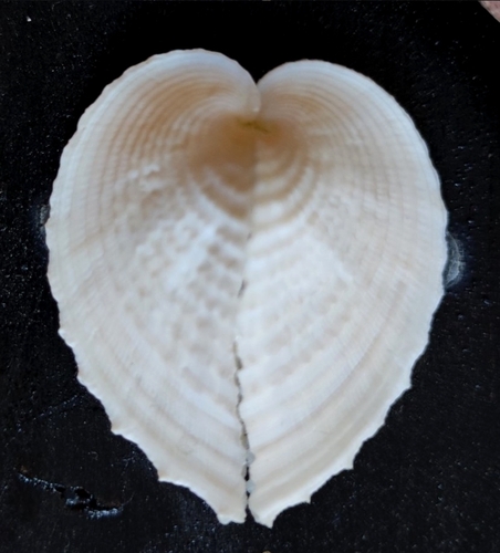 Corculum cardissa observed 2023-04-13