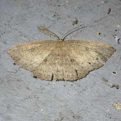 Cyclophora myrtaria