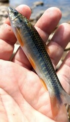 Torpedo Characin photo 3