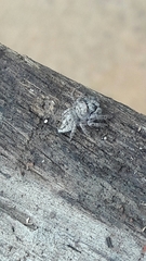 Metaphidippus smithi