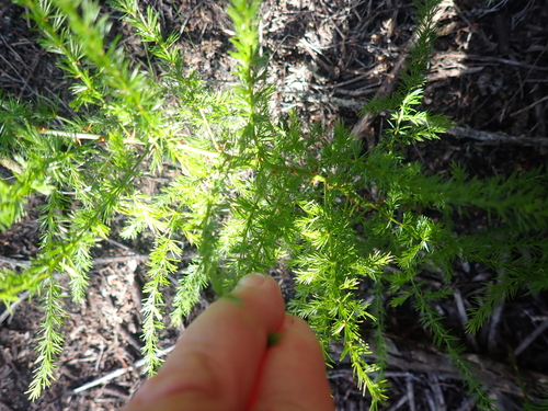 Image of Asparagus africanus by (c) Nicola van Berkel, some rights reserved (CC BY-SA)