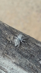 Metaphidippus smithi