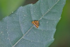 Choreutis amethystodes
