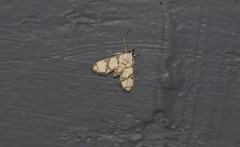 Cirrhochrista bracteolalis