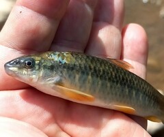 Torpedo Characin photo 2
