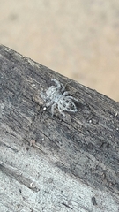 Metaphidippus smithi