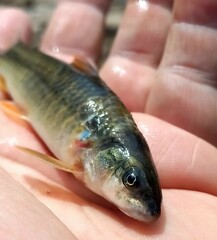 Torpedo Characin photo 4