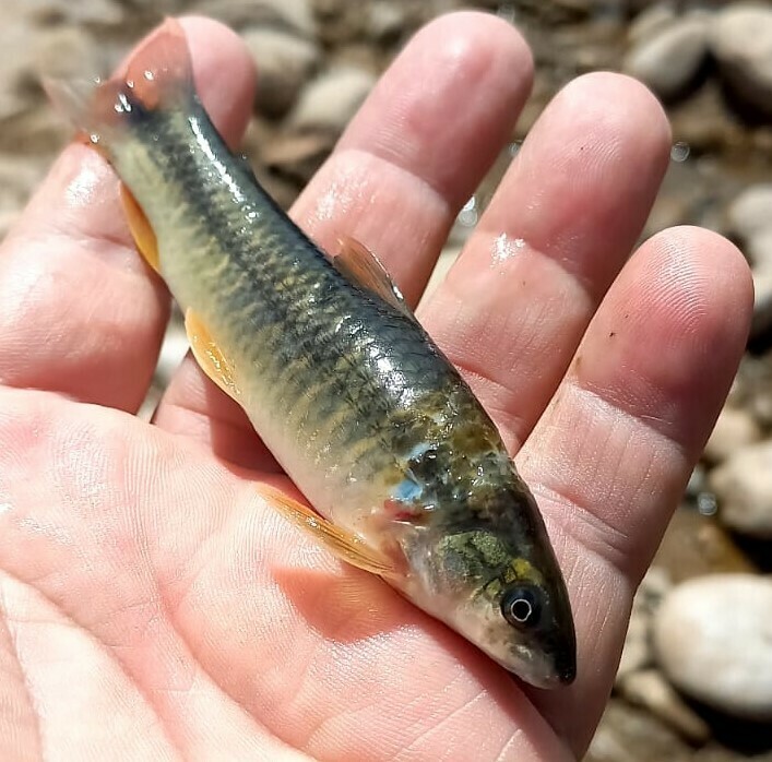 Torpedo Characin