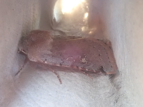 Fish's Dart photo 5