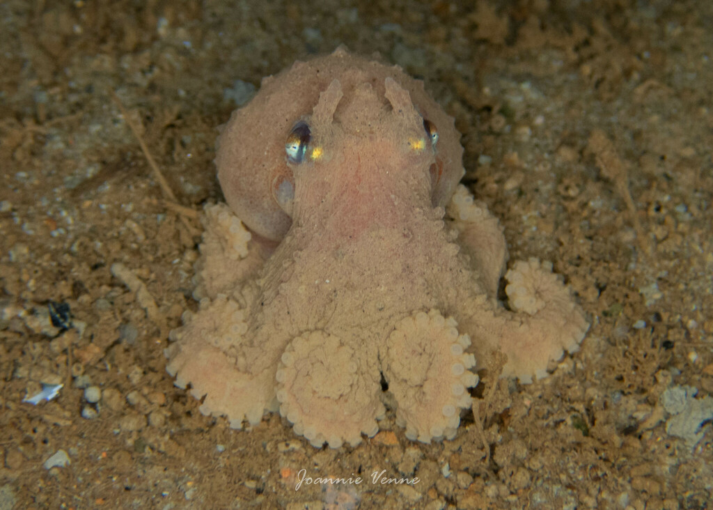 Bathyal Octopuses