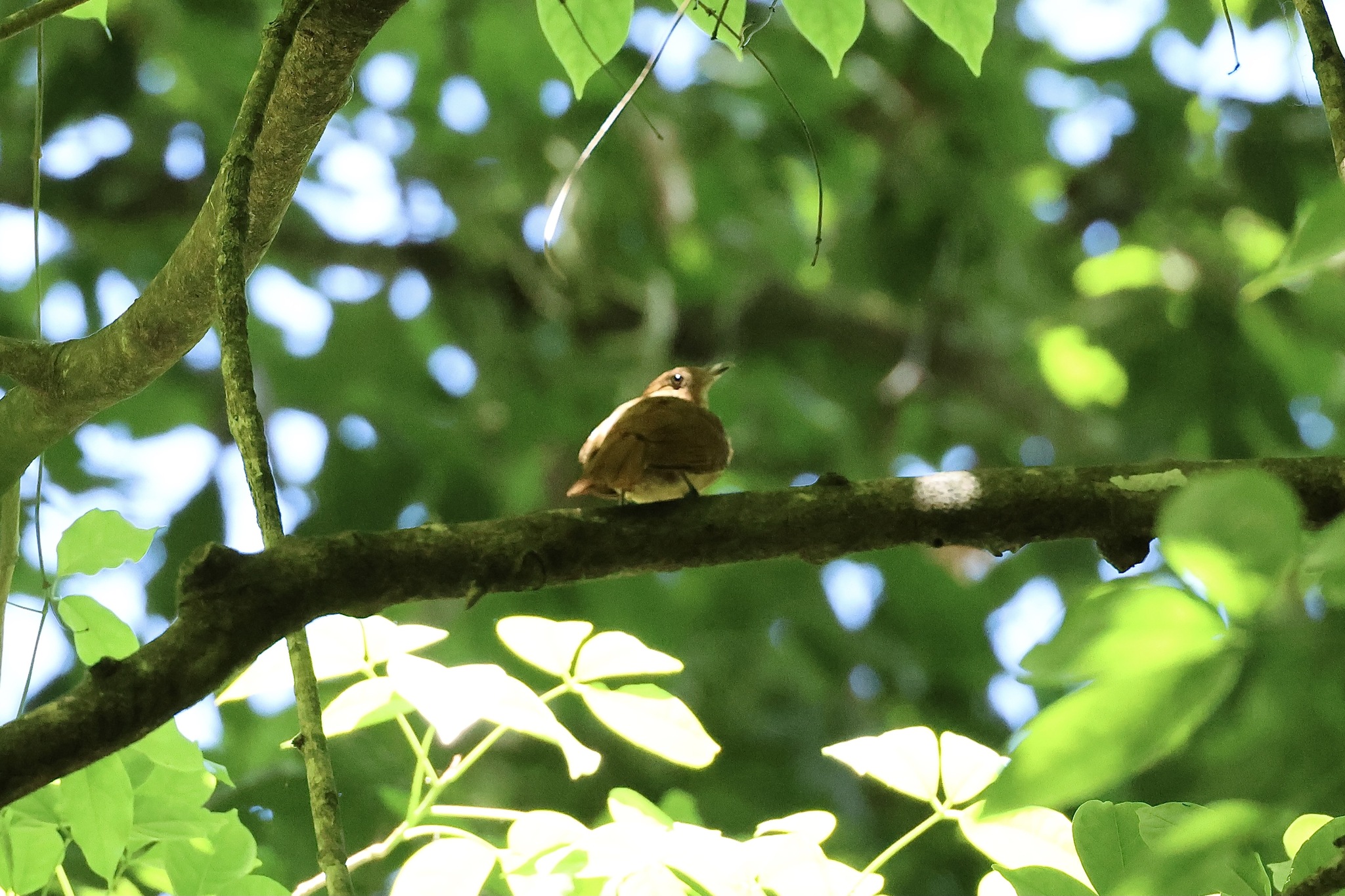Rufous Piha (Lipaugus unirufus), photo 8