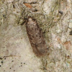Gelechiini